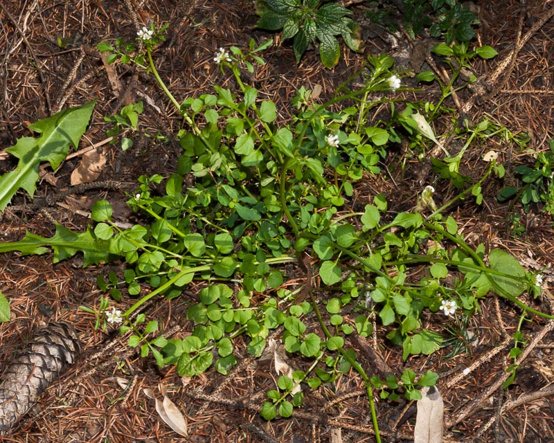 Cardamine hirsuta / Billeri primaticcio